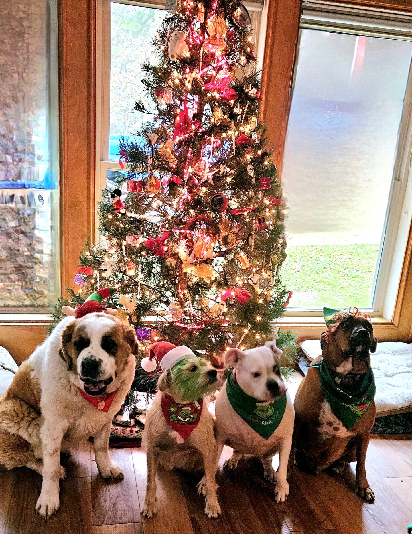 Enlarge Dora, a Adoptable Saint Bernard in Magnolia, TX image 9/11