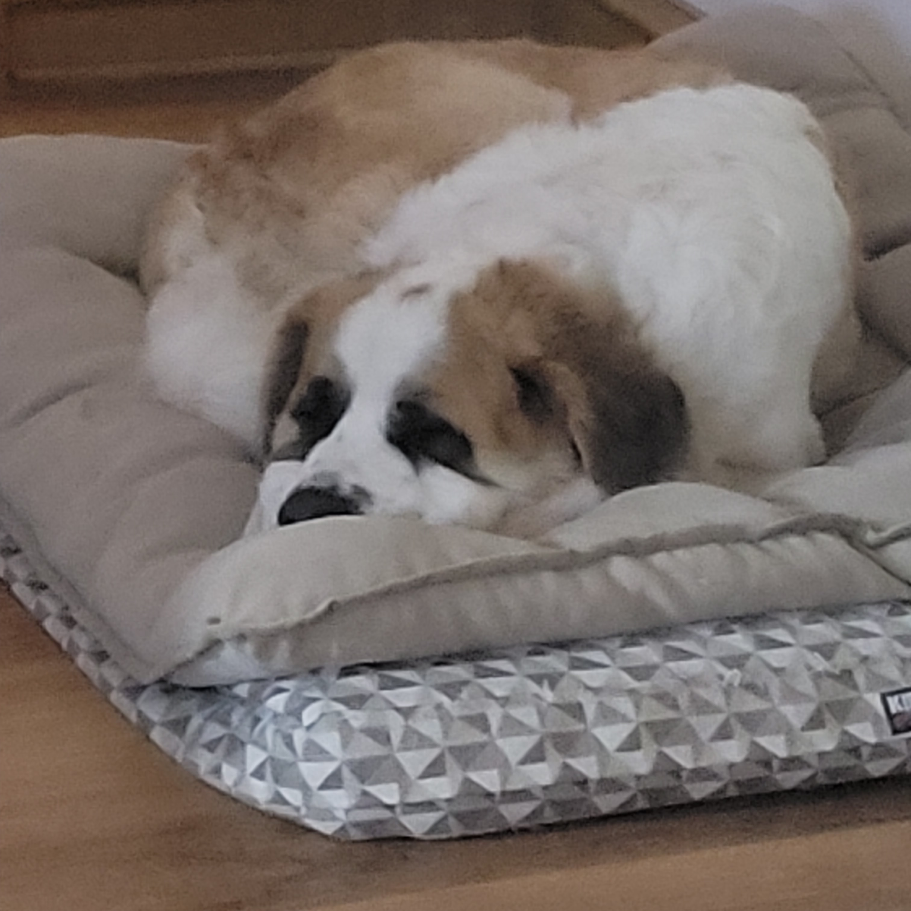 Enlarge Dora, a Adoptable Saint Bernard in Magnolia, TX image 10/11