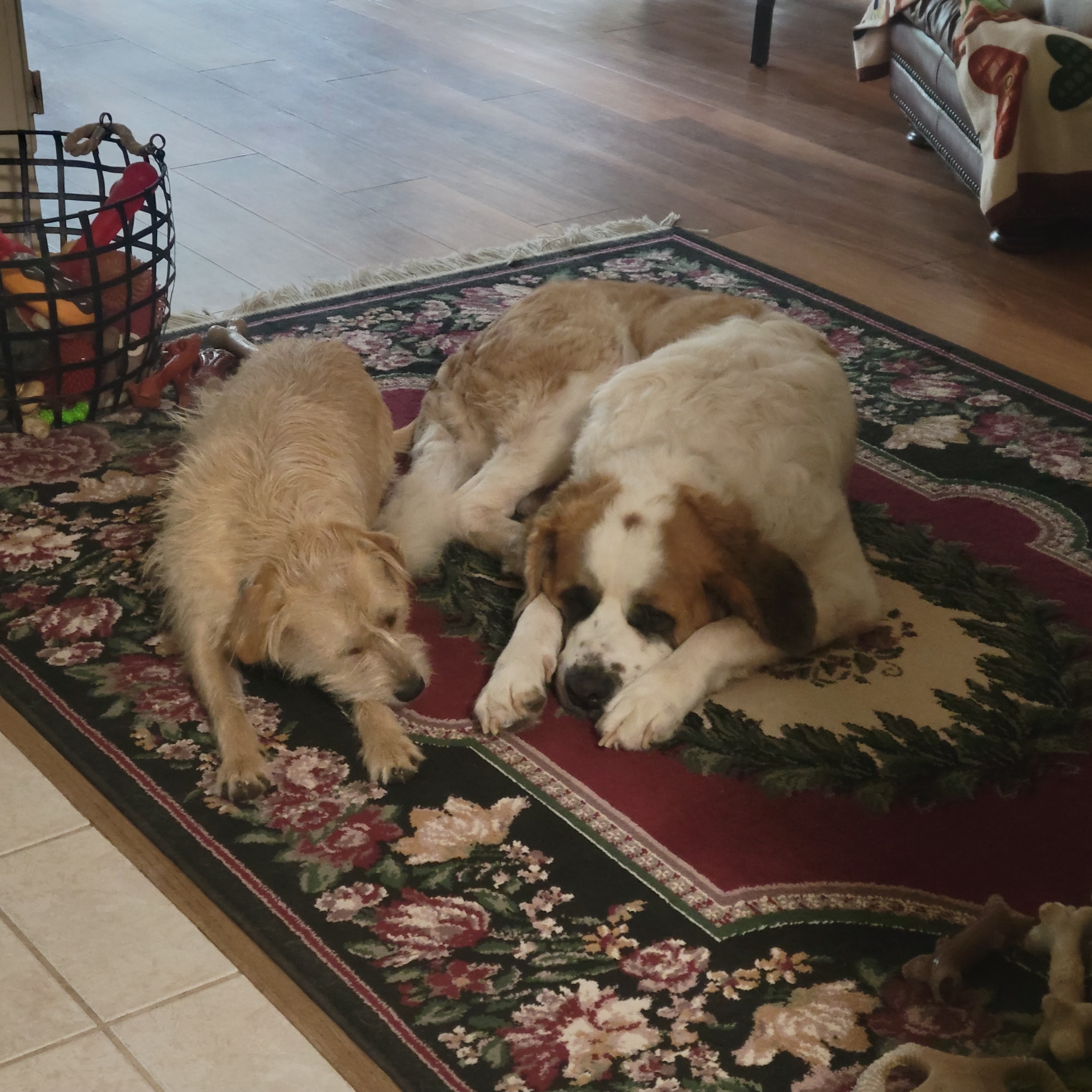 Dora, Adoptable, Senior Female Saint Bernard.