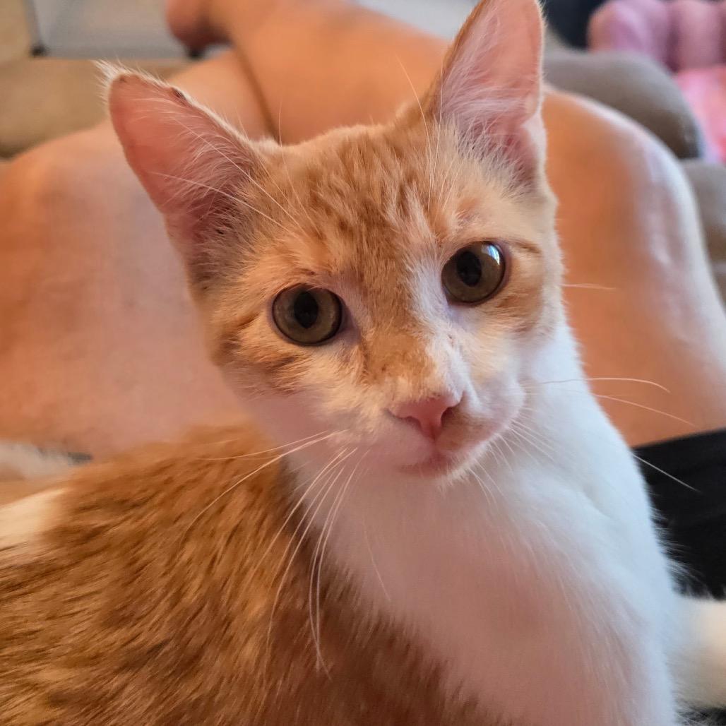 Dreamsicle (FKA Orange), Adoptable, Kitten Male Domestic Short Hair.