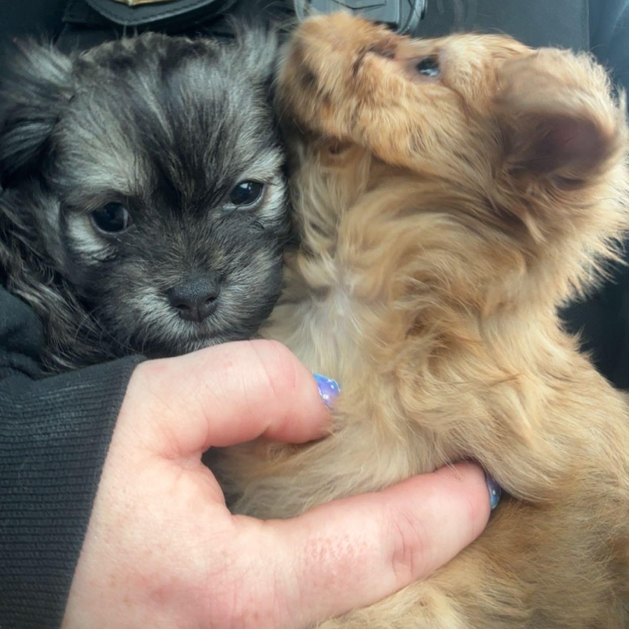 Enlarge Otis, a ADOPTABLE mixed breed in Snover, MI image 1/3