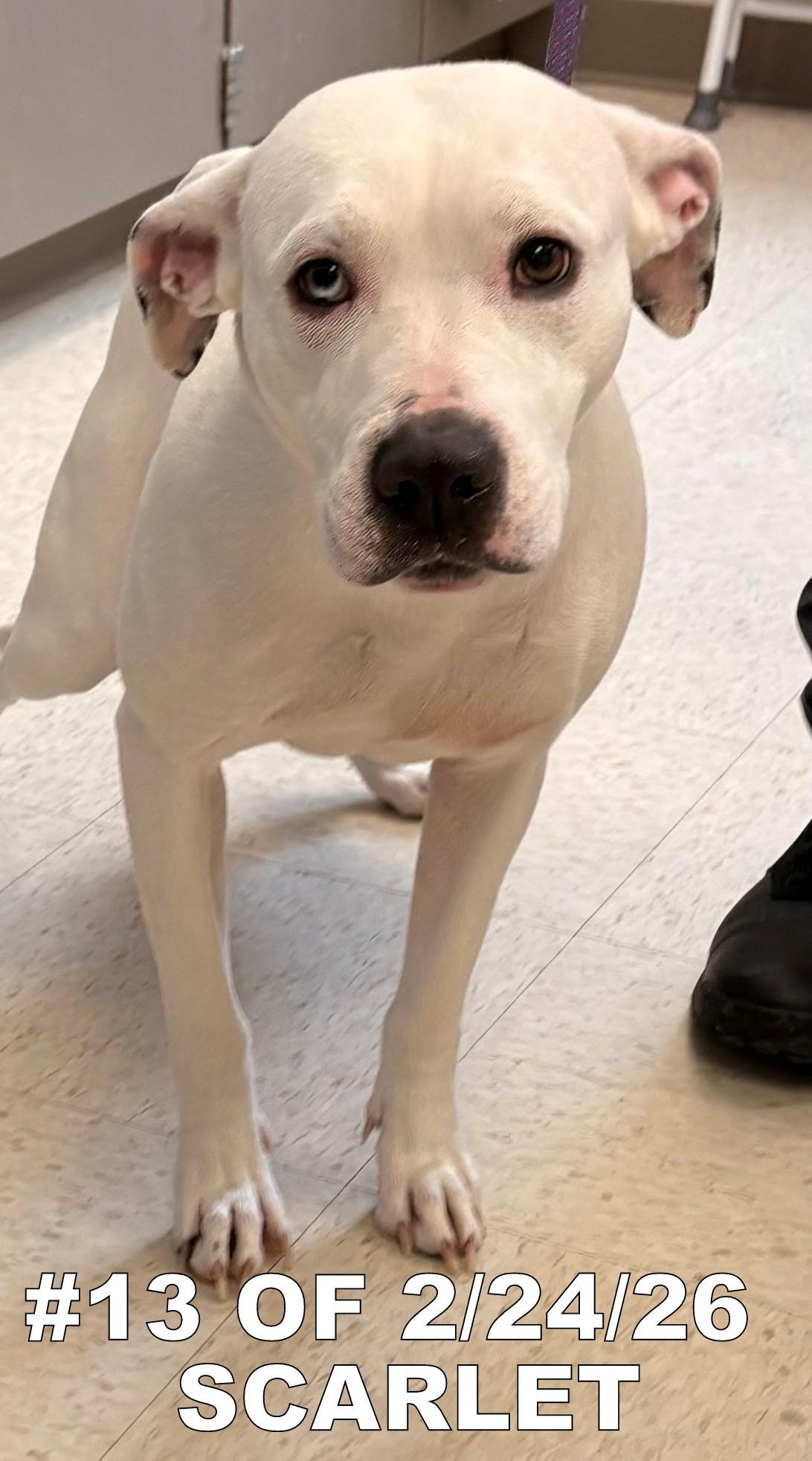 Enlarge Scarlet #13 of 2-24-26, a ADOPTABLE mixed breed in Gaylord, MI image 1/1