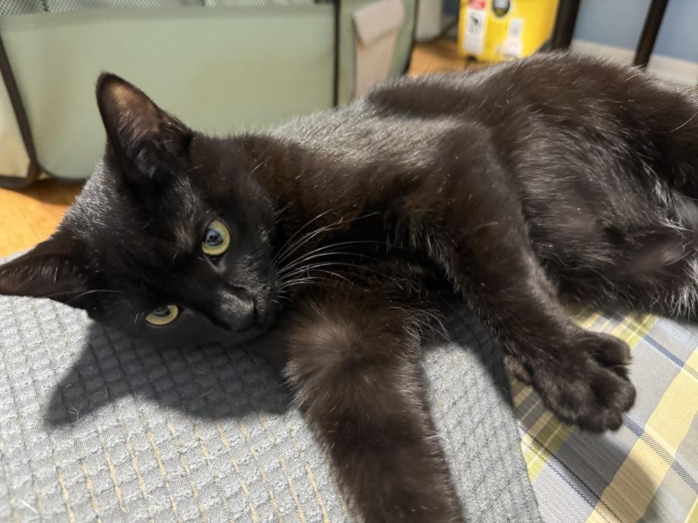 Enlarge Merida, a Adoptable Domestic Short Hair in Ferndale, MI image 2/4