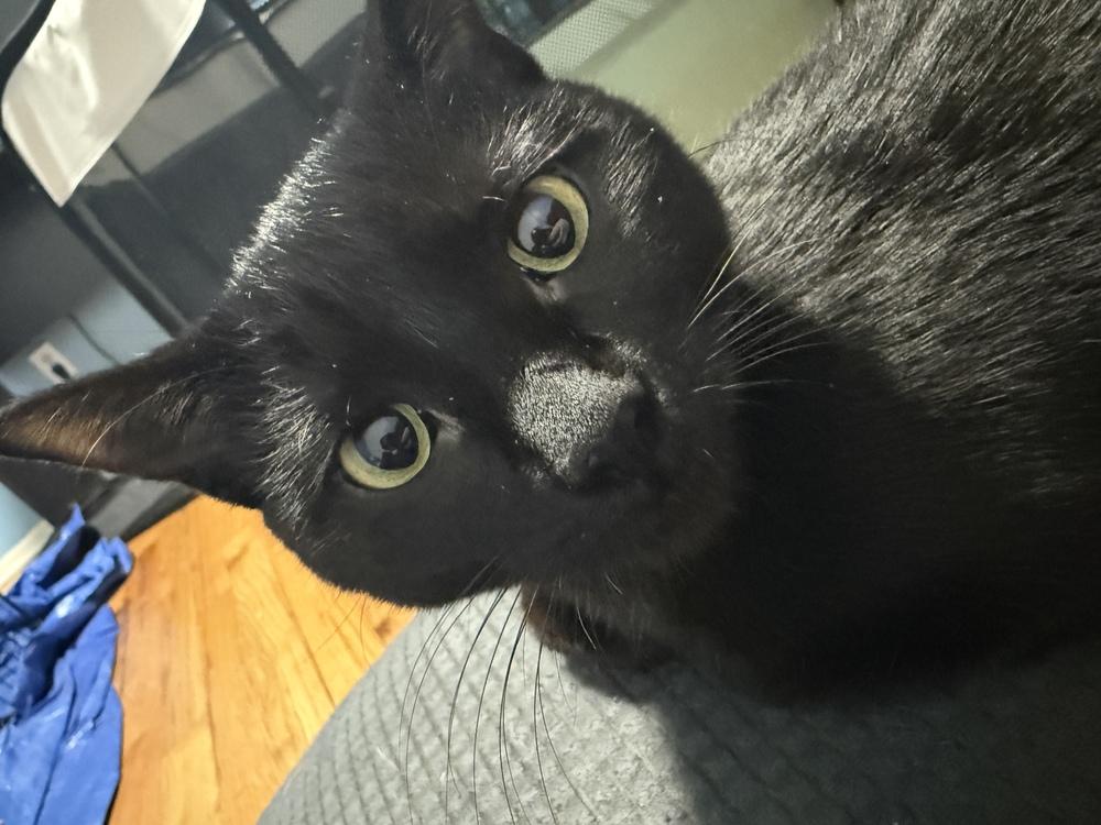 Enlarge Merida, a Adoptable Domestic Short Hair in Ferndale, MI image 3/4