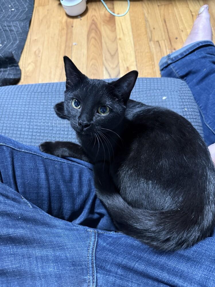 Enlarge Merida, a Adoptable Domestic Short Hair in Ferndale, MI image 4/4