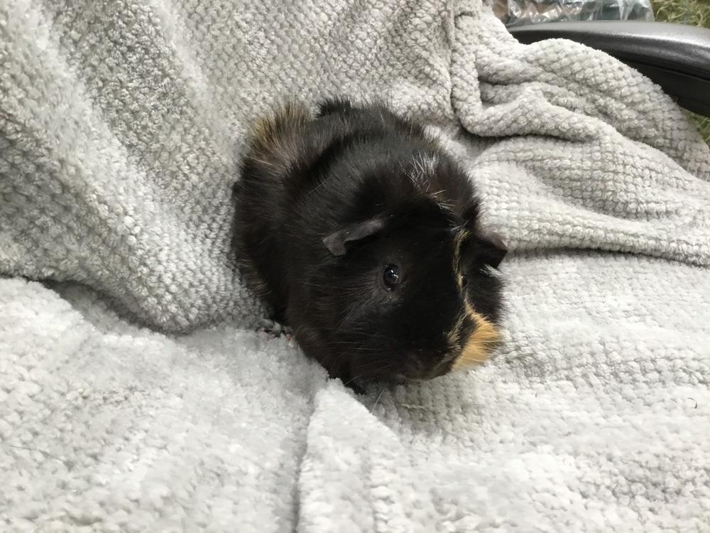 Enlarge Maahir ( Bonded to Mack), a Adoptable Guinea Pig in San Diego, CA image 1/3