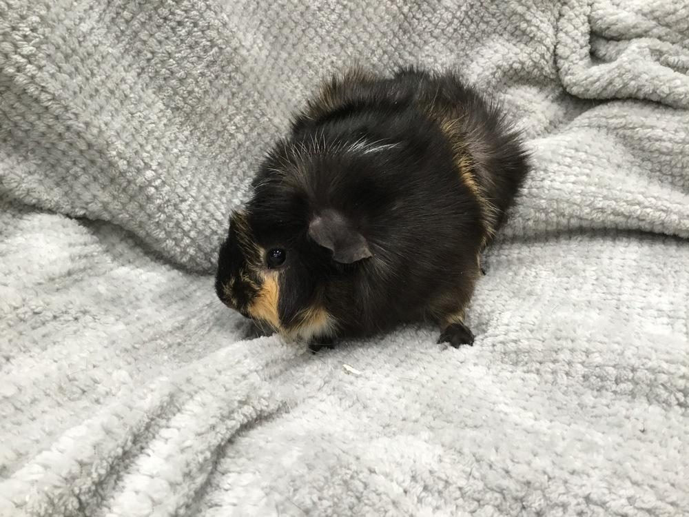 Enlarge Maahir ( Bonded to Mack), a Adoptable Guinea Pig in San Diego, CA image 2/3
