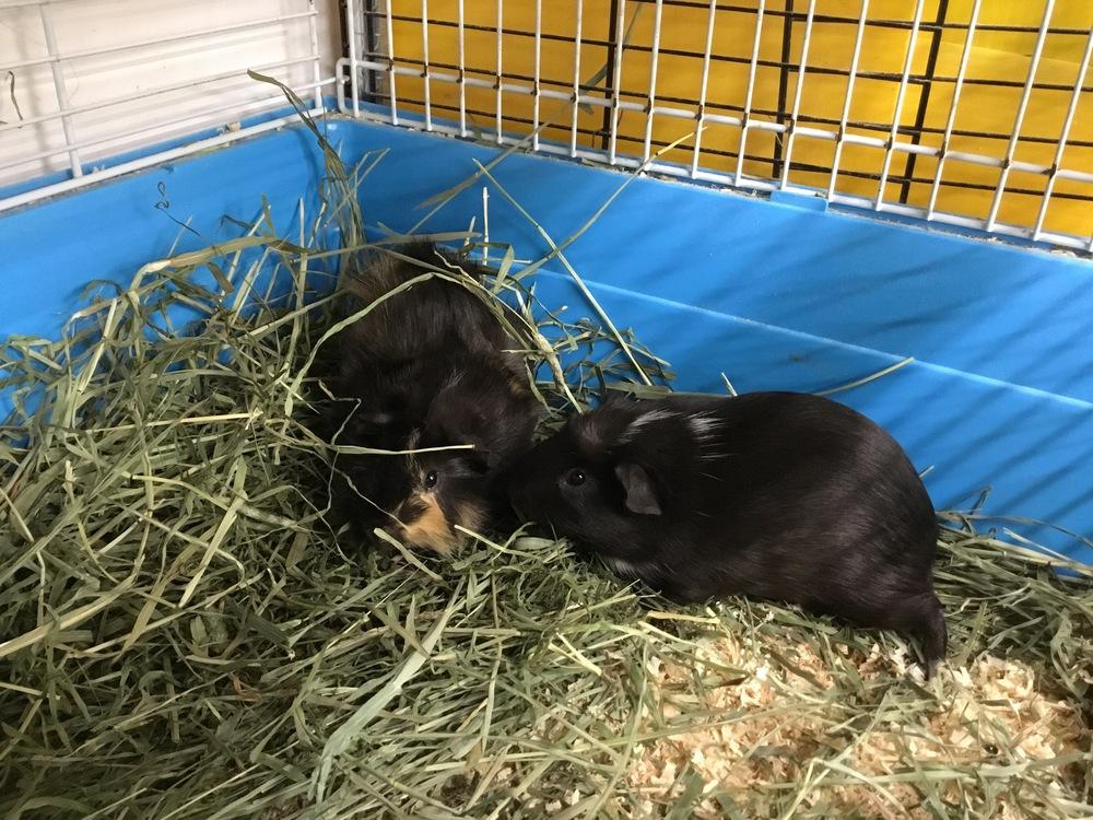 Enlarge Maahir ( Bonded to Mack), a Adoptable Guinea Pig in San Diego, CA image 3/3