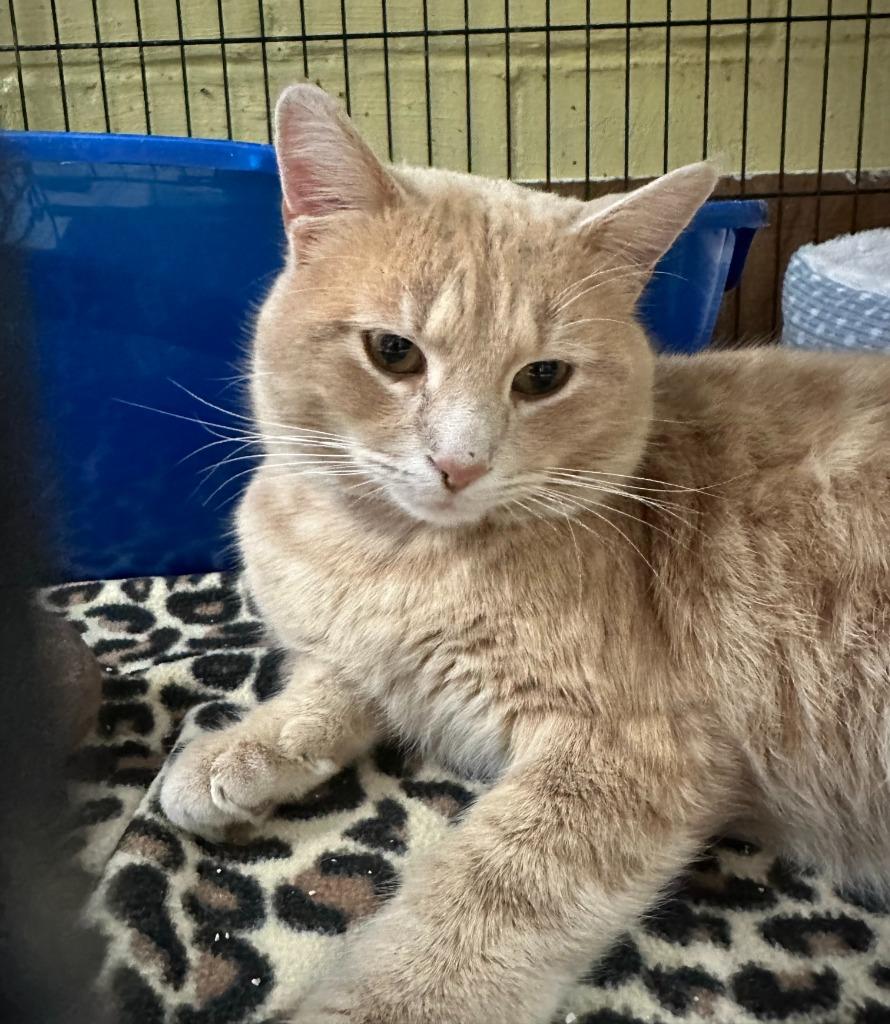 Enlarge Foxy, a Adoptable mixed breed in Rice Lake, WI image 1/1