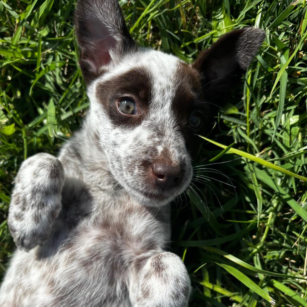 Enlarge Posie, a Adoptable mixed breed in West Richland, WA image 1/6