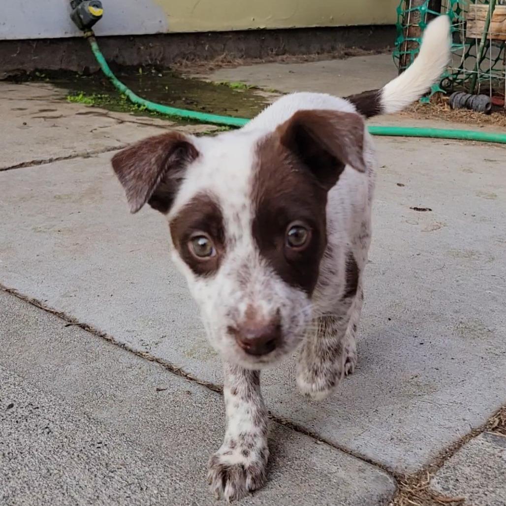 Enlarge Posie, a Adoptable mixed breed in West Richland, WA image 2/6
