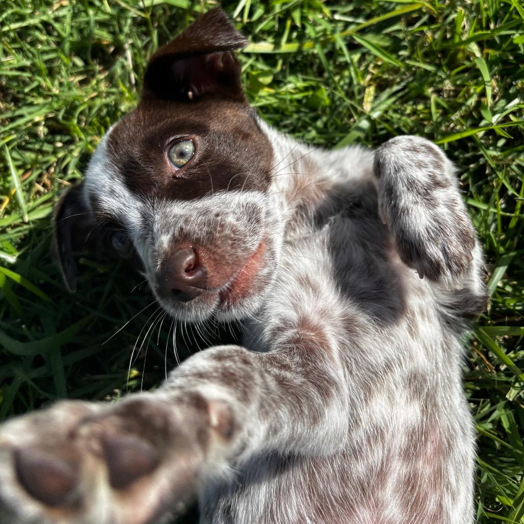 Enlarge Posie, a Adoptable mixed breed in West Richland, WA image 4/6