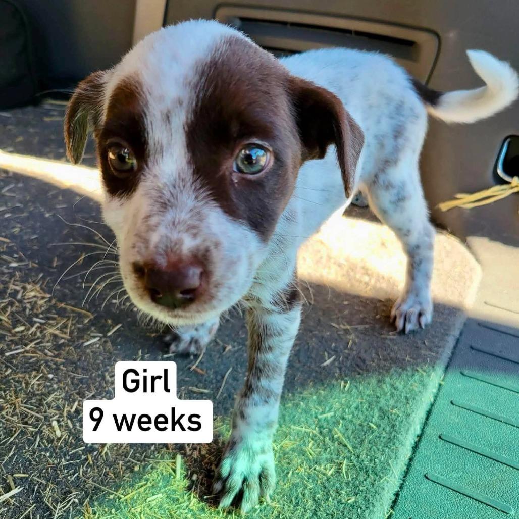 Enlarge Posie, a Adoptable mixed breed in West Richland, WA image 5/6