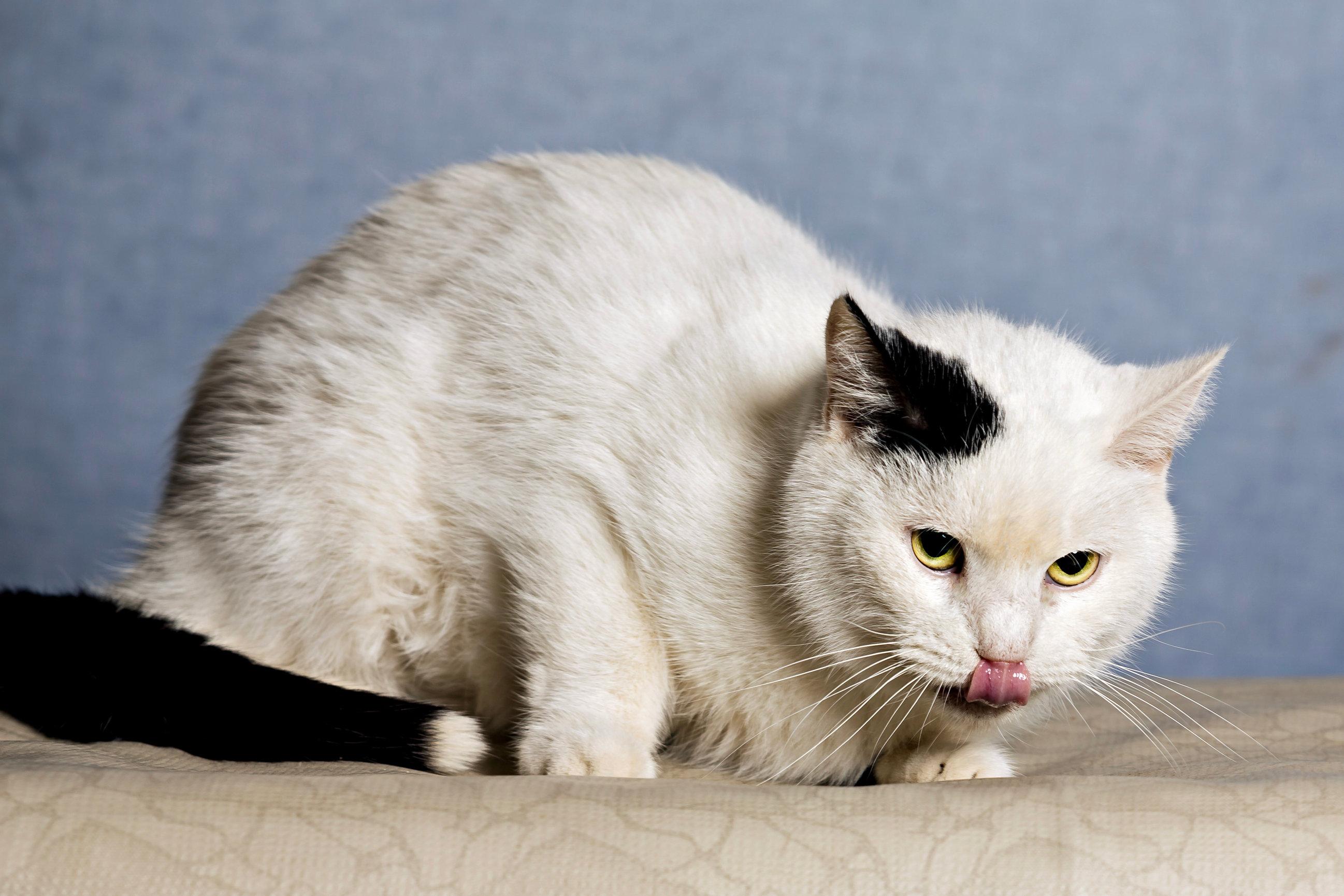 Enlarge Petey, an adoptable Domestic Short Hair in Seville, OH image 3/3