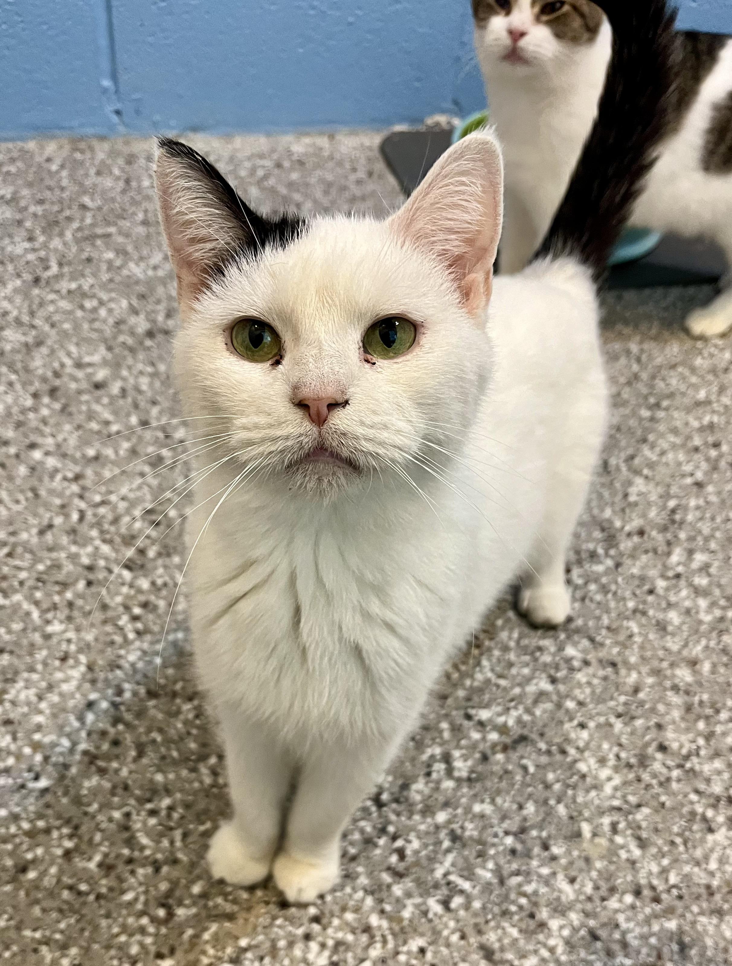 Petey, Adoptable, Adult Female Domestic Short Hair.