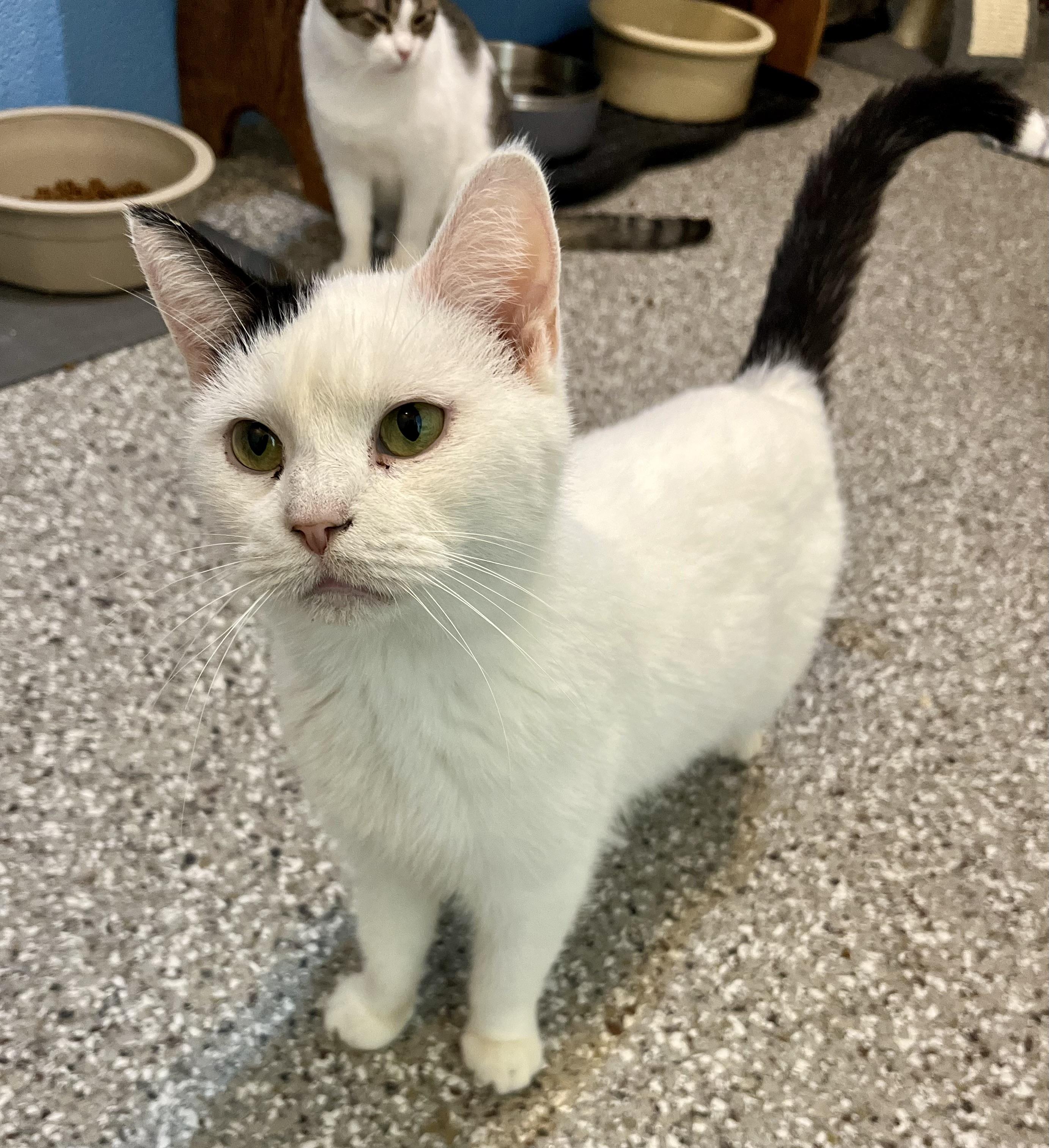 Enlarge Petey, a Adoptable Domestic Short Hair in Seville, OH image 2/2