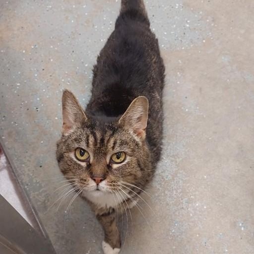 Enlarge Myrtle, a Adoptable mixed breed in Saint Marys, PA image 1/1