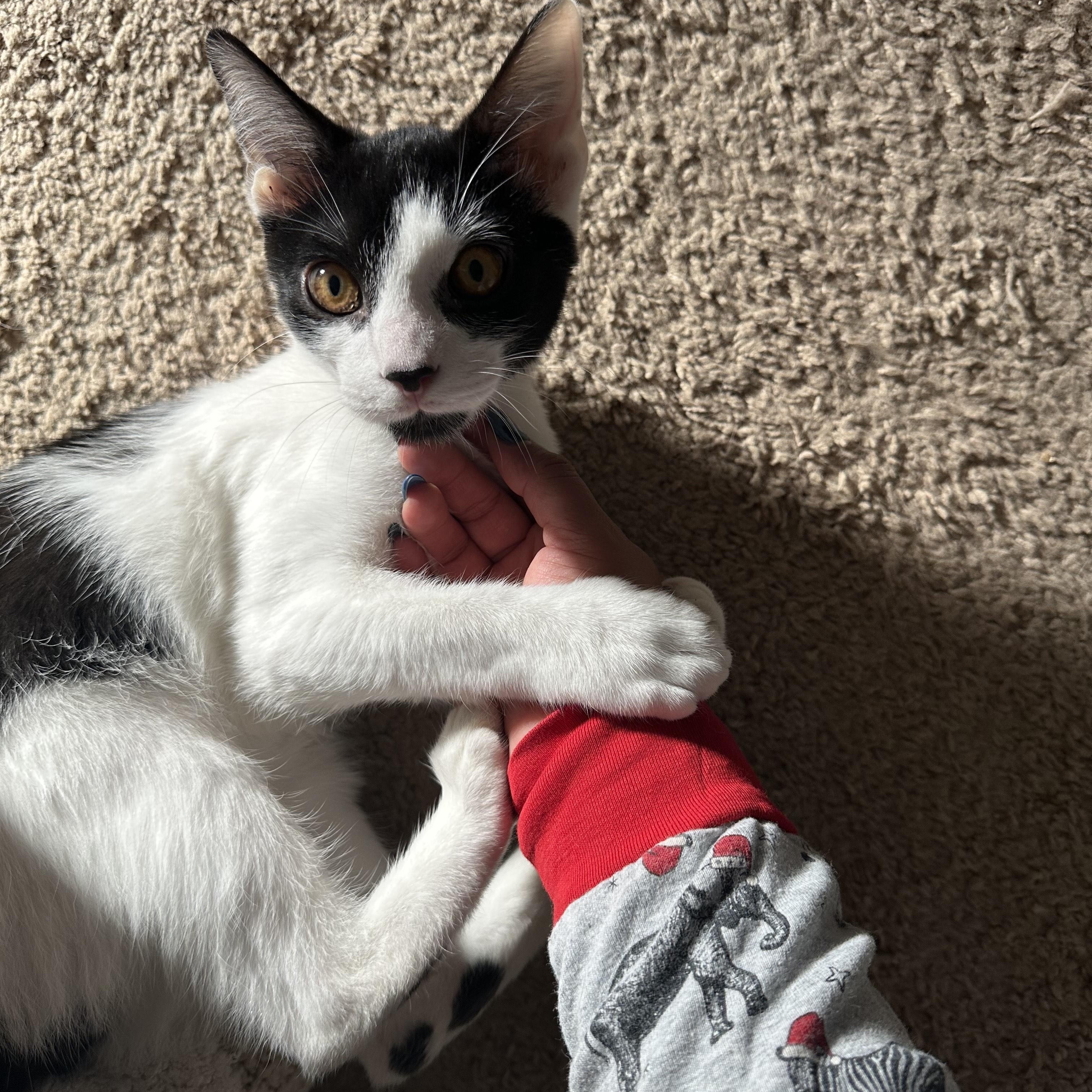 Enlarge Kai, a ADOPTABLE Domestic Short Hair in Portland, OR image 5/5