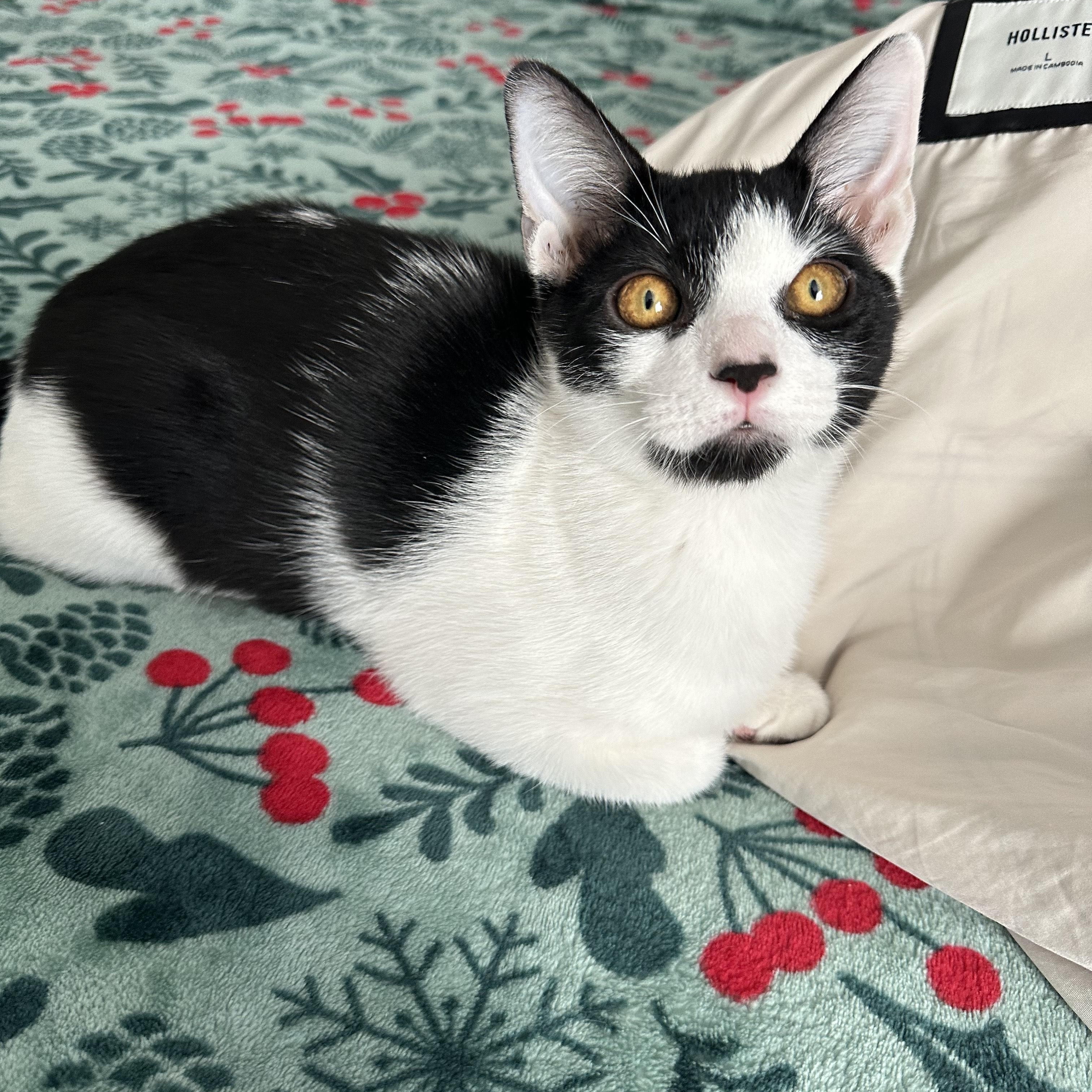 Kai, ADOPTABLE, Kitten Male Domestic Short Hair.