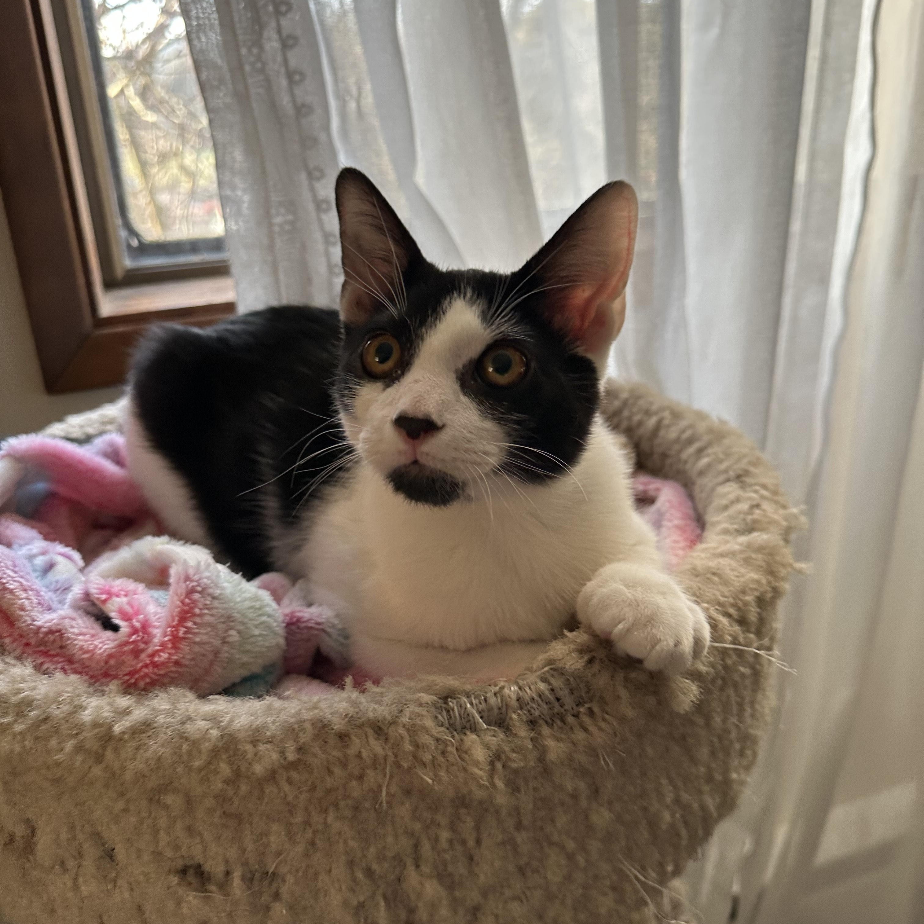 Enlarge Kai, a ADOPTABLE Domestic Short Hair in Portland, OR image 2/5