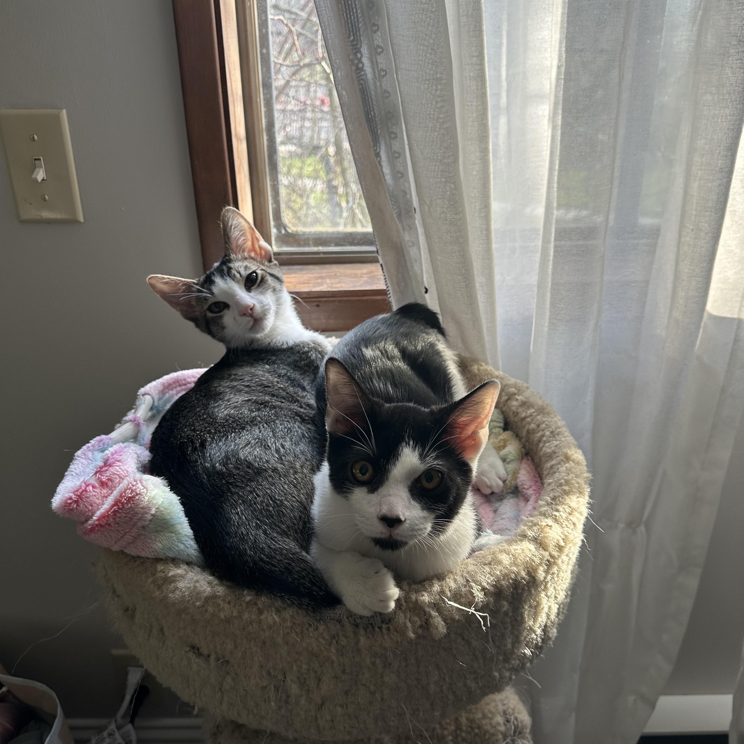 Enlarge Kai, a ADOPTABLE Domestic Short Hair in Portland, OR image 3/5