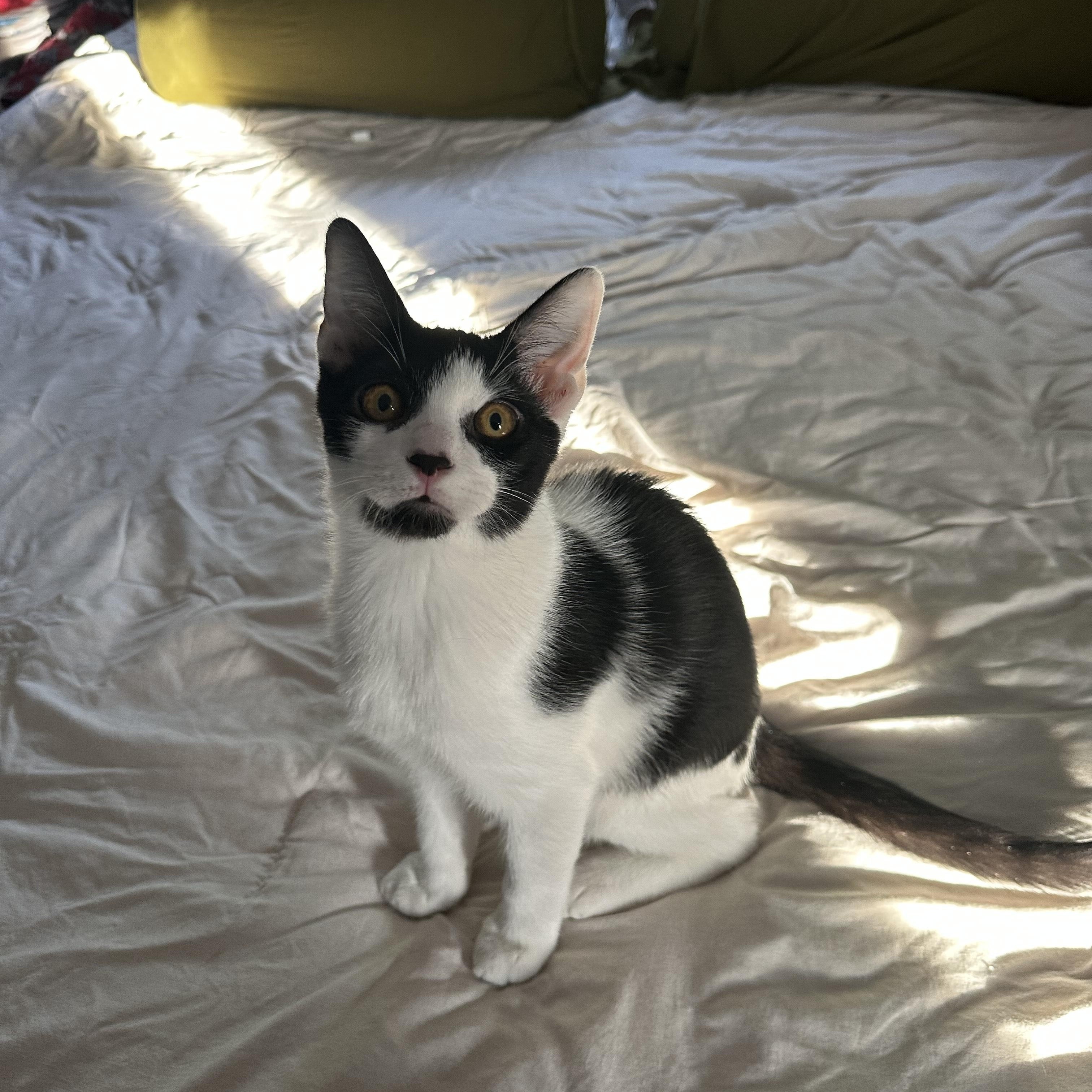 Enlarge Kai, a ADOPTABLE Domestic Short Hair in Portland, OR image 4/5