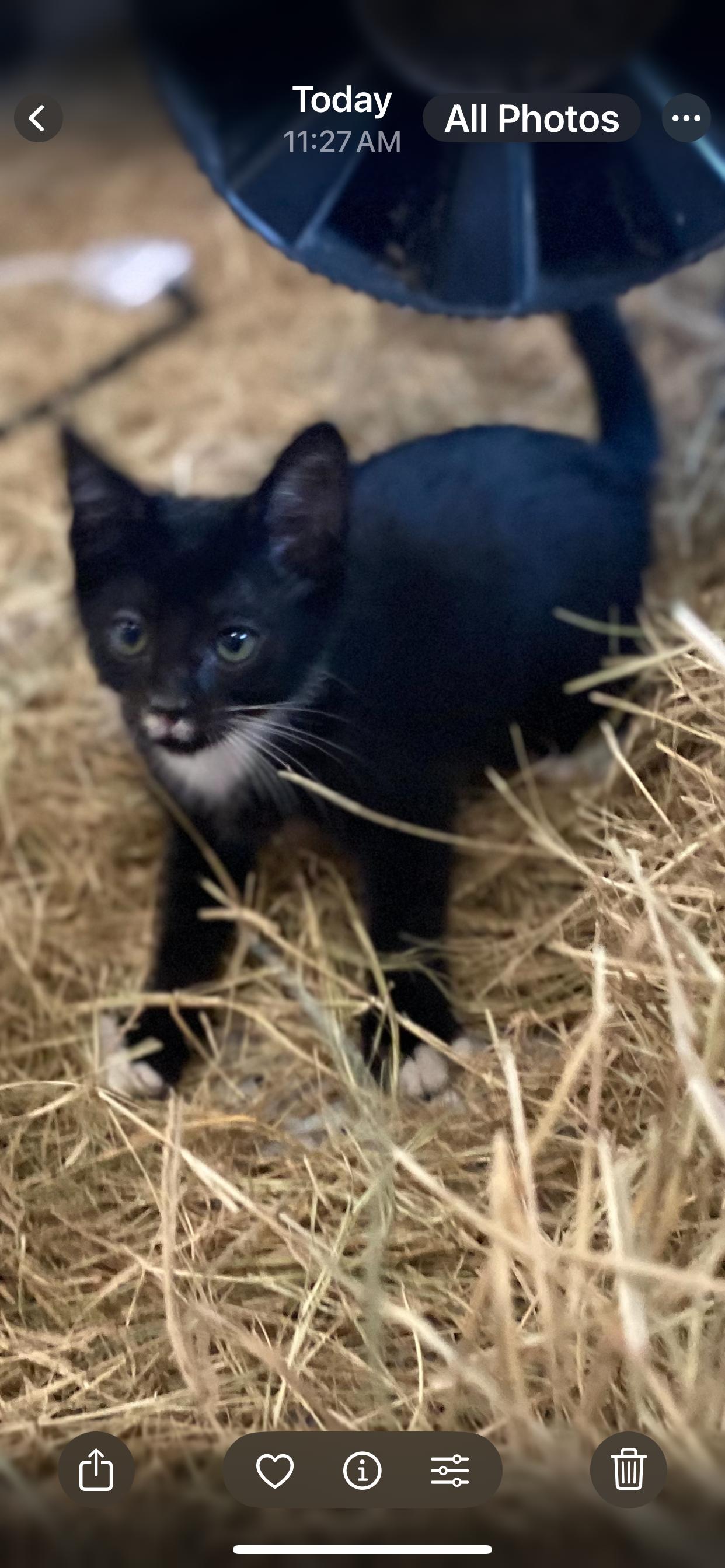 Enlarge Stash, a Adoptable Tuxedo in Orlando, FL image 1/2