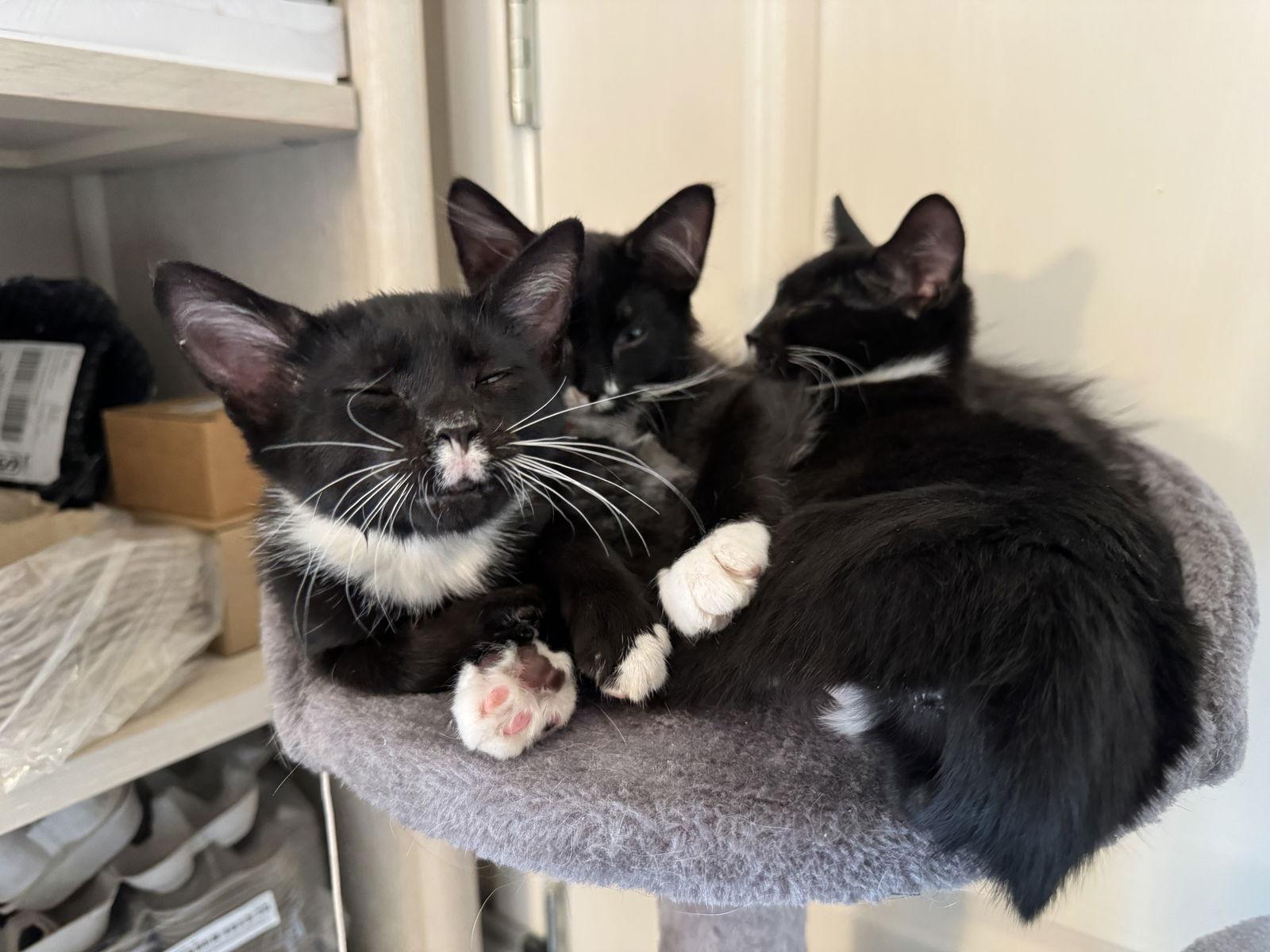 Enlarge Stash, a Adoptable Tuxedo in Orlando, FL image 2/2