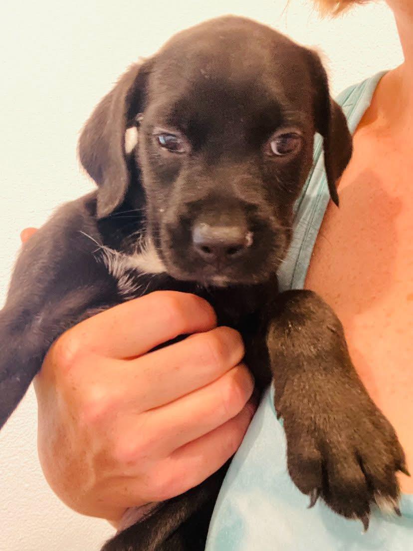 Brisket, Baby Female Terrier