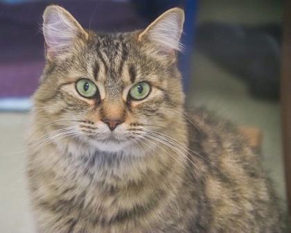 Sasparilla, Adoptable, Adult Female Domestic Long Hair.
