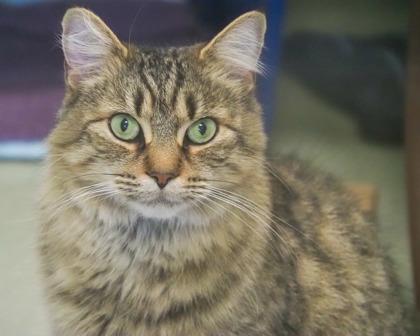 Sasparilla, a Adoptable Domestic Long Hair in West Seneca, NY image 2/3