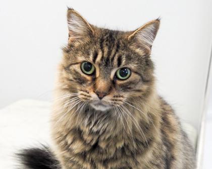 Sasparilla, a Adoptable Domestic Long Hair in West Seneca, NY image 2/3