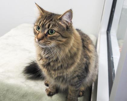 Sasparilla, a Adoptable Domestic Long Hair in West Seneca, NY image 3/3