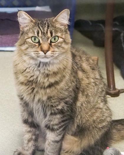 Sasparilla, a Adoptable Domestic Long Hair in West Seneca, NY image 3/3
