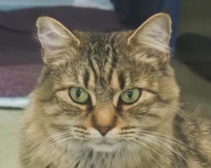 Enlarge Sassy, a Adoptable Domestic Long Hair in West Seneca, NY image 2/3