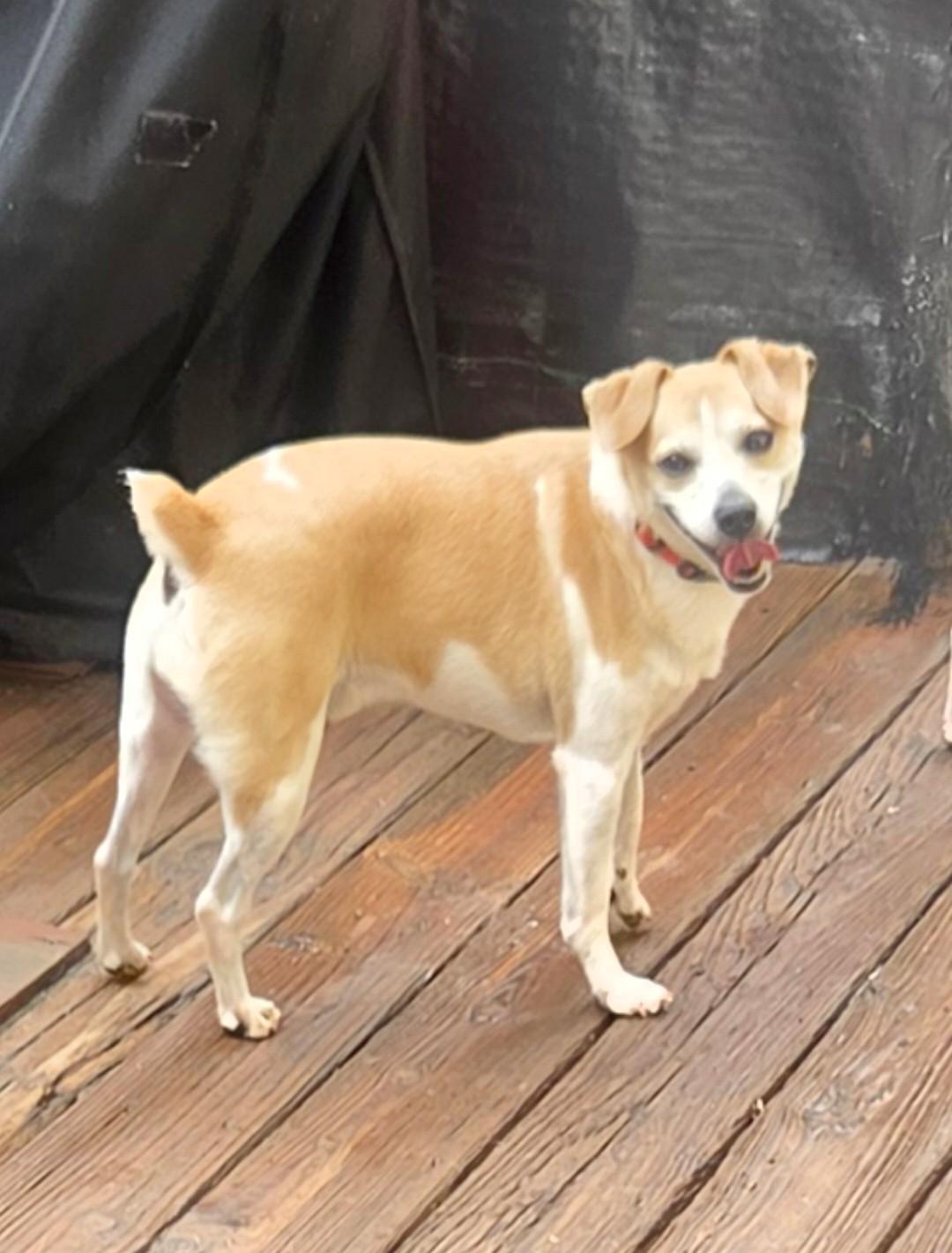 Enlarge FRASIER, a Adoptable mixed breed in Troutman, NC image 1/3