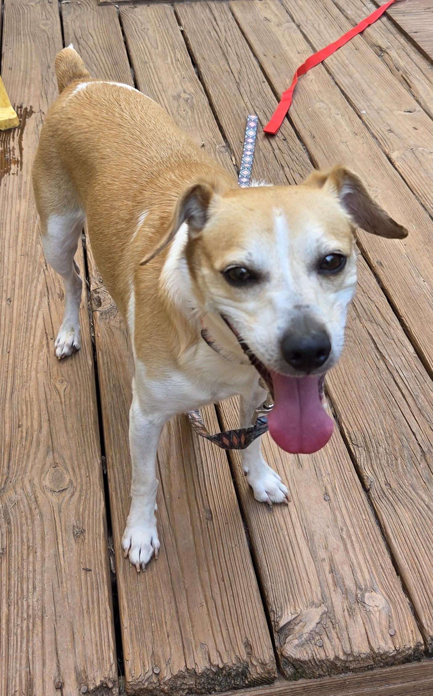 Enlarge FRASIER, a Adoptable mixed breed in Troutman, NC image 3/3