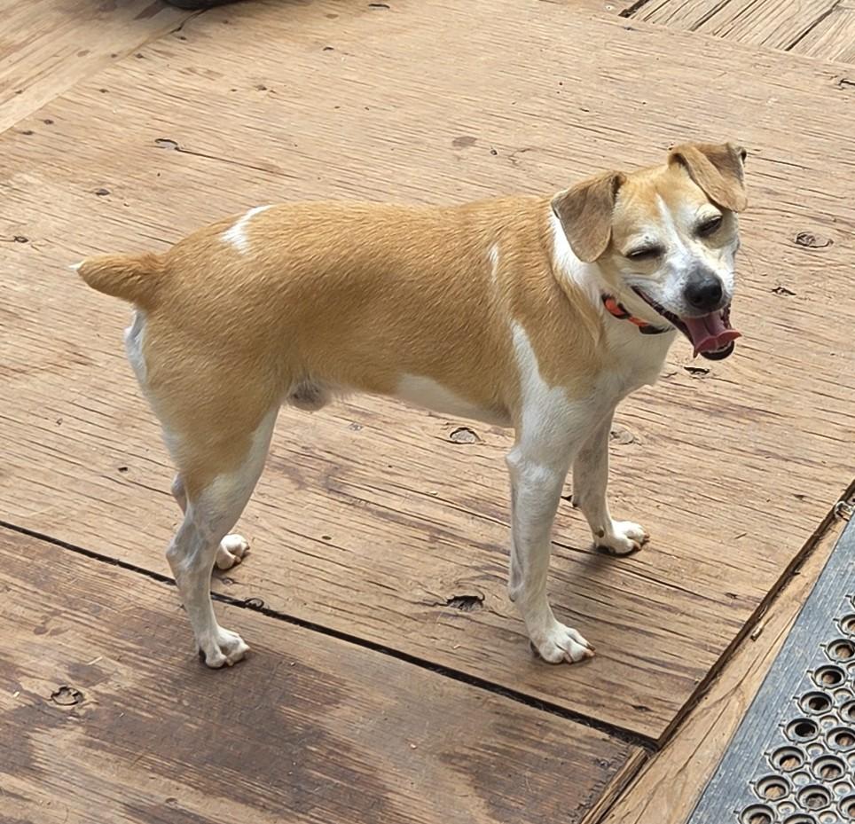 Enlarge FRASIER, a Adoptable mixed breed in Troutman, NC image 2/3