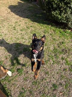 Enlarge Noah, an adopted mixed breed in Manhasset, NY image 5/6