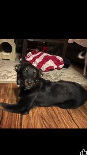 Enlarge Noah, an adopted mixed breed in Manhasset, NY image 6/6