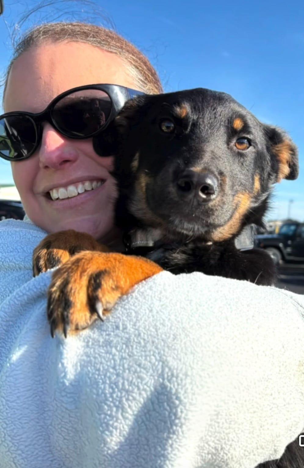 Enlarge Noah, an adopted mixed breed in Manhasset, NY image 1/6