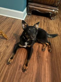 Enlarge Noah, an adopted mixed breed in Manhasset, NY image 2/6