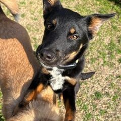 Enlarge Noah, an adopted mixed breed in Manhasset, NY image 3/6