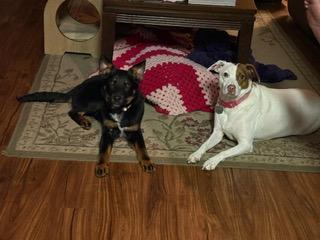 Enlarge Noah, an adopted mixed breed in Manhasset, NY image 4/6