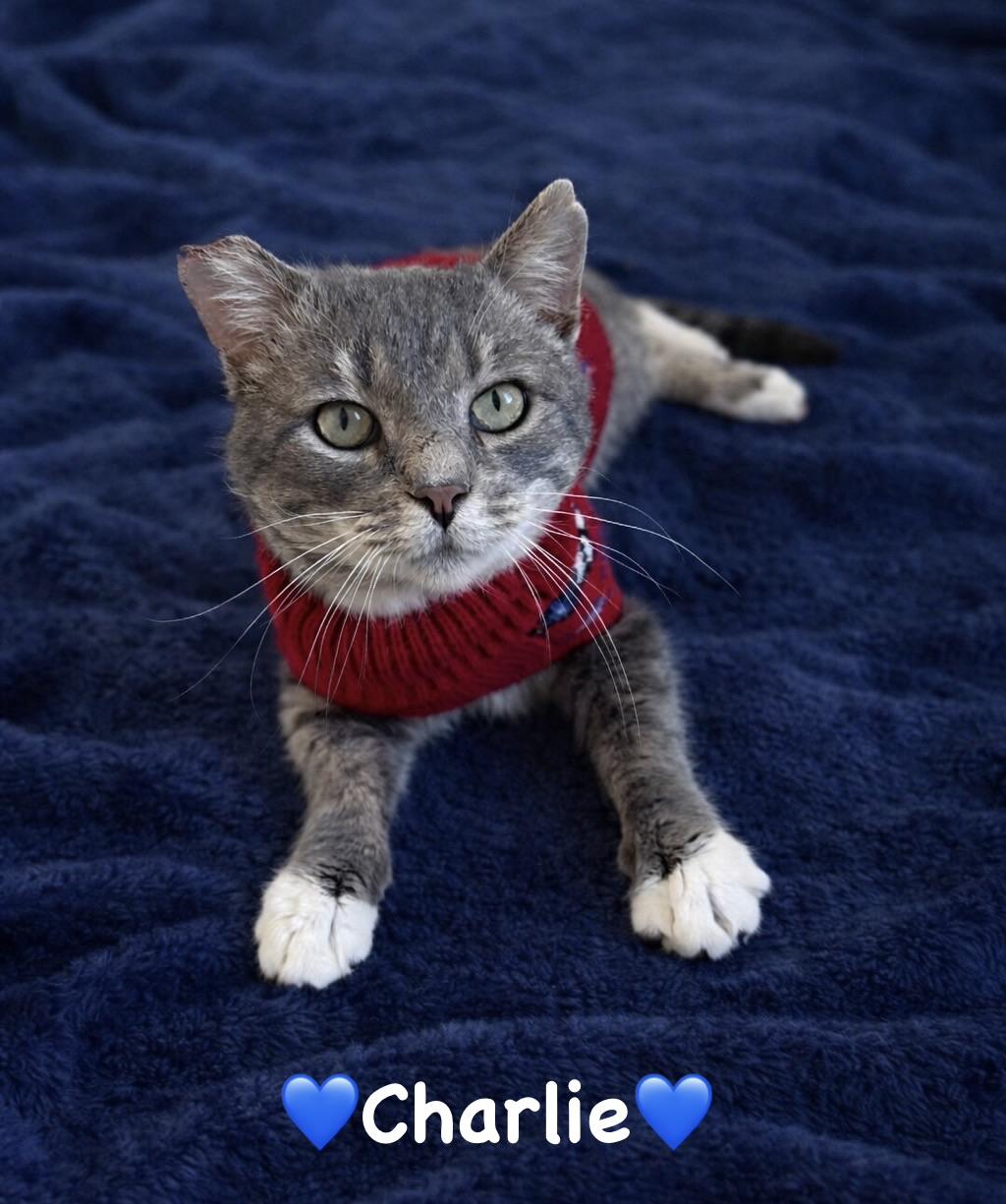 Charlie, a ADOPTABLE Tabby in Copley, OH image 1/4