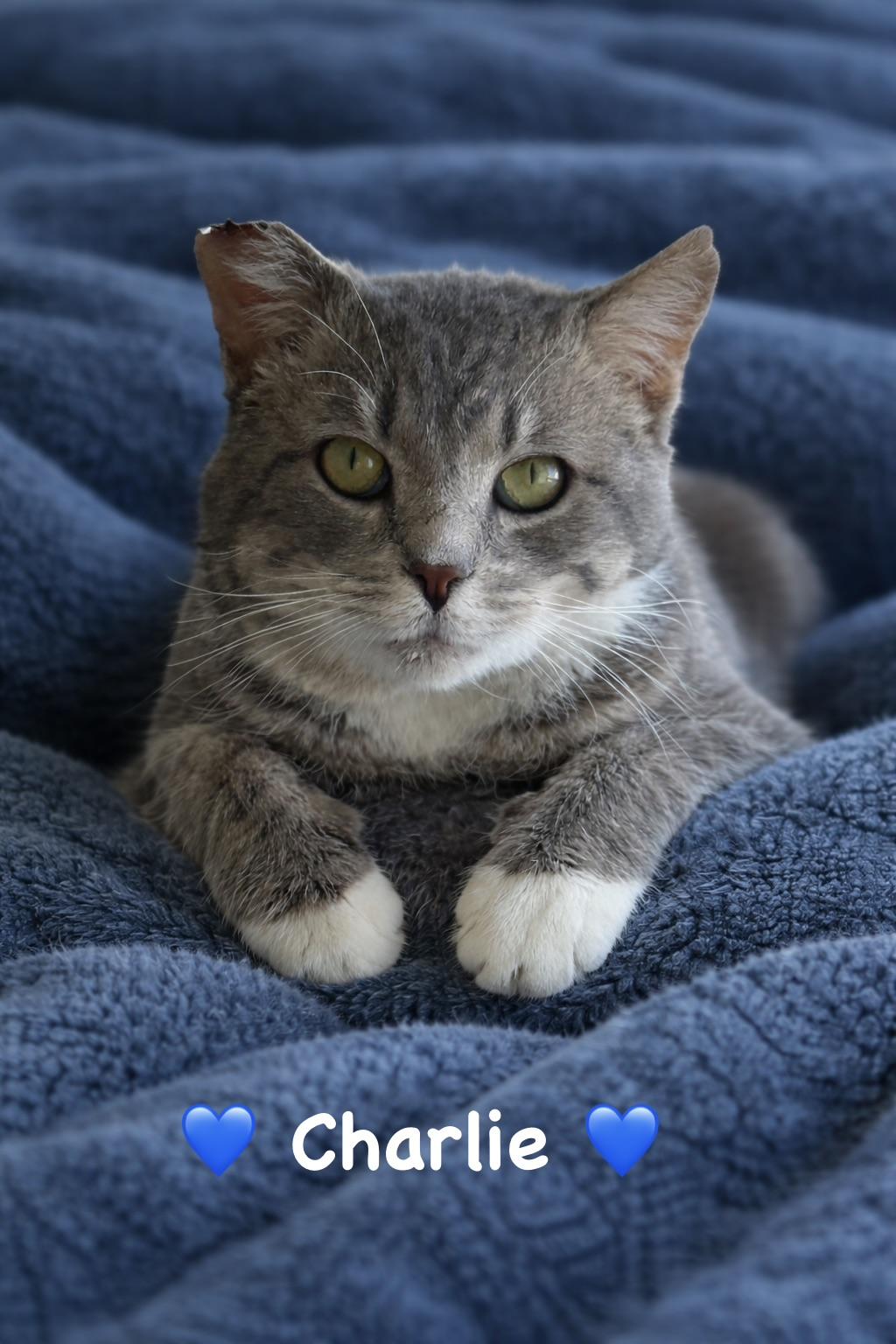 Charlie, a ADOPTABLE Tabby in Copley, OH image 4/4