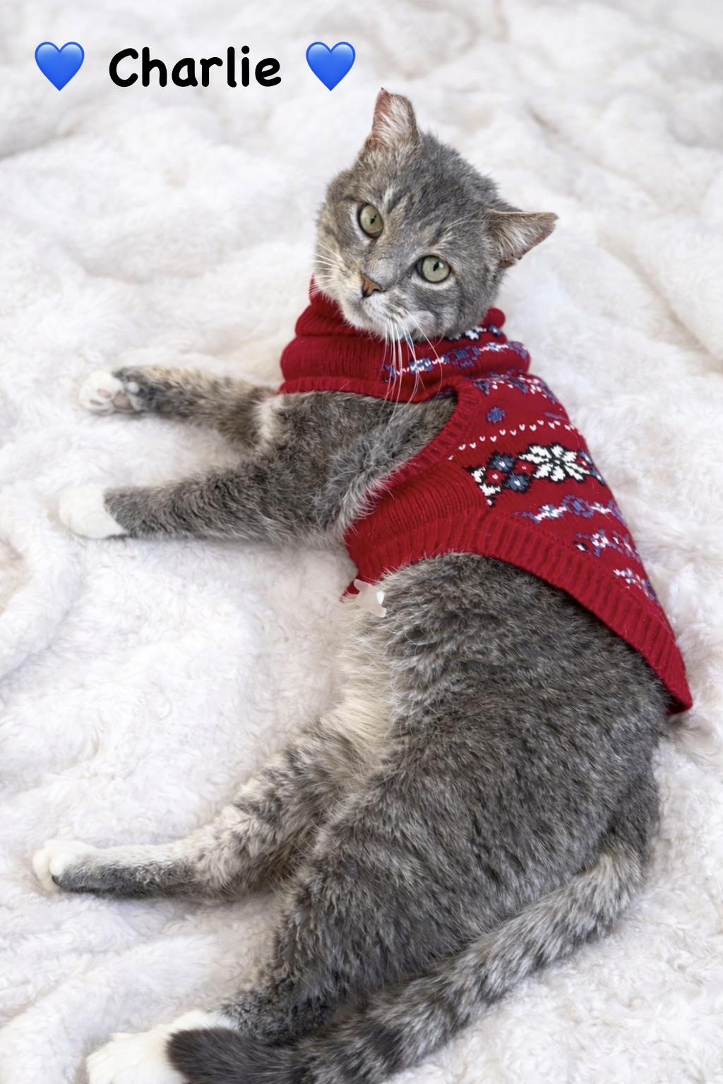 Charlie, a ADOPTABLE Tabby in Copley, OH image 2/4
