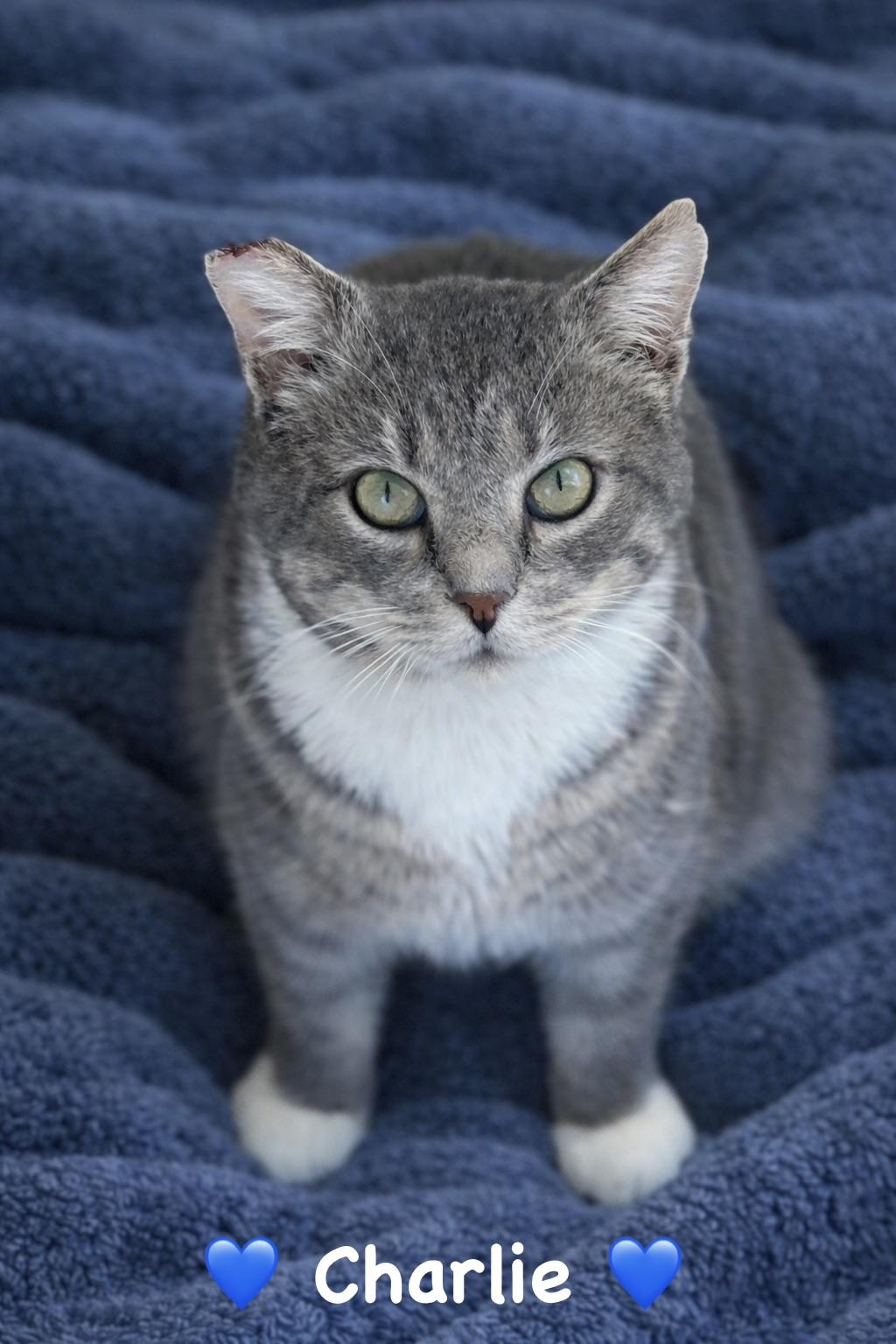 Charlie, a ADOPTABLE Tabby in Copley, OH image 3/4