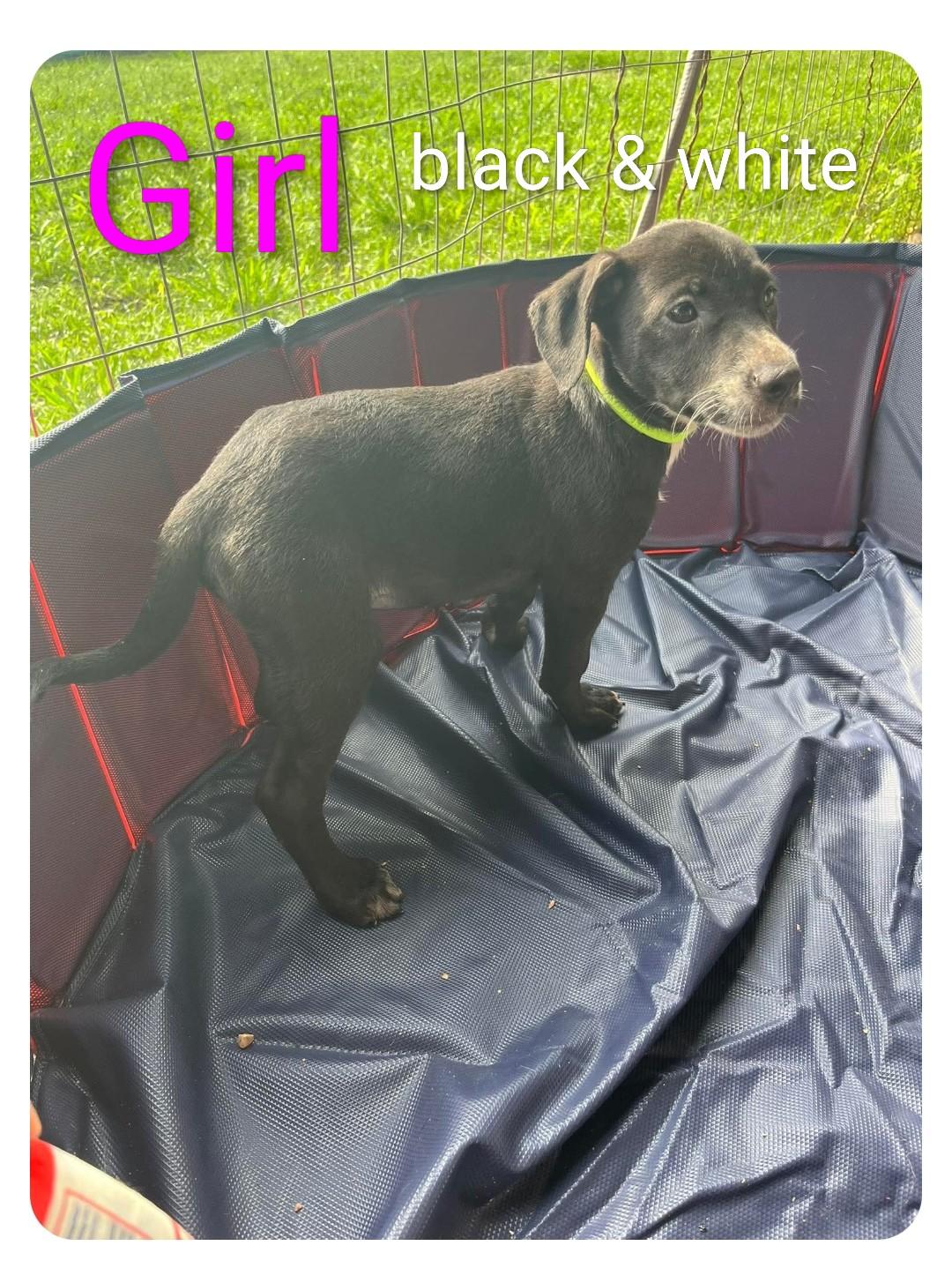 Enlarge Clovers 2, a ADOPTABLE mixed breed in Hampton, VA image 1/1