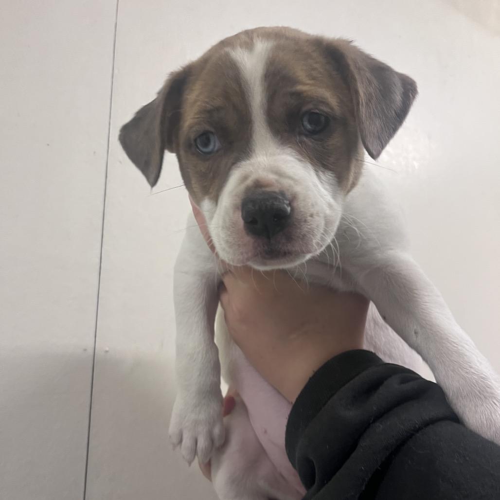 Sheri, Adoptable, Puppy Female Pit Bull Terrier & Mixed Breed.